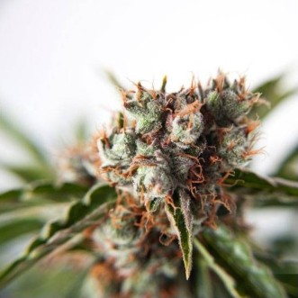 Cannabis seeds Auto Orange Bud Feminised Silver - 500 pcs